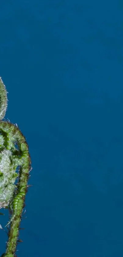 Green leaf texture on blue background wallpaper.