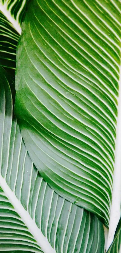 Close-up of a green leaf pattern for a calming phone wallpaper.