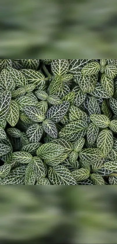 Lush green leaf pattern creating a vibrant nature-inspired wallpaper.