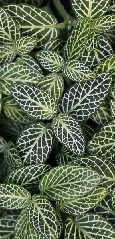 Close-up of vibrant green leaf pattern wallpaper.
