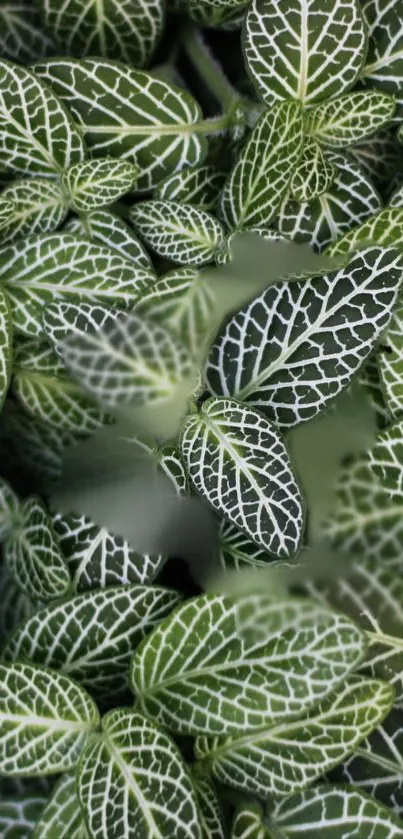 Close-up green leaves with intricate white veins.