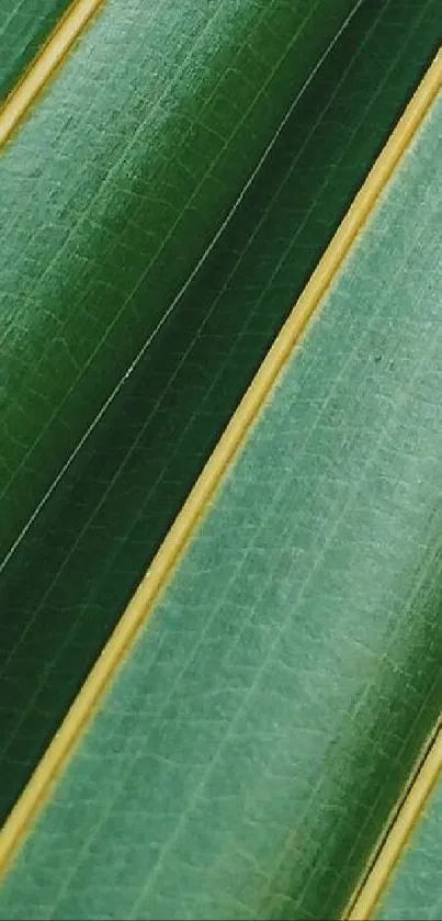 Close-up view of a lush green leaf texture with natural patterns.