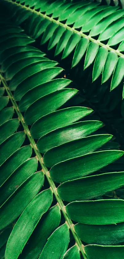 Close-up of green tropical leaves for wallpaper.