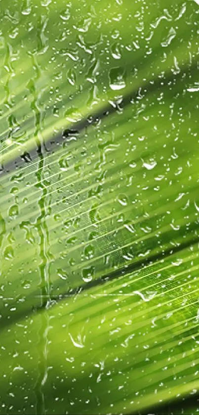 Close-up view of green leaf texture with raindrops, creating a serene natural background.