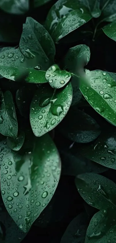 Close-up of green leaves with water droplets on a dark background.