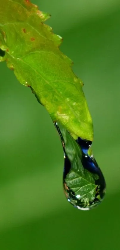 Close-up of a green leaf with a dew drop glistening at the tip.