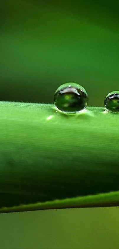 Close-up of green leaf with dewdrops.