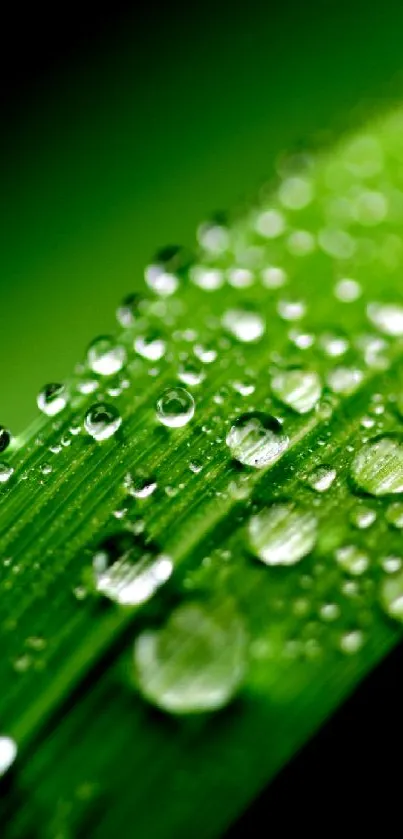Close-up of a green leaf with sparkling dew drops.