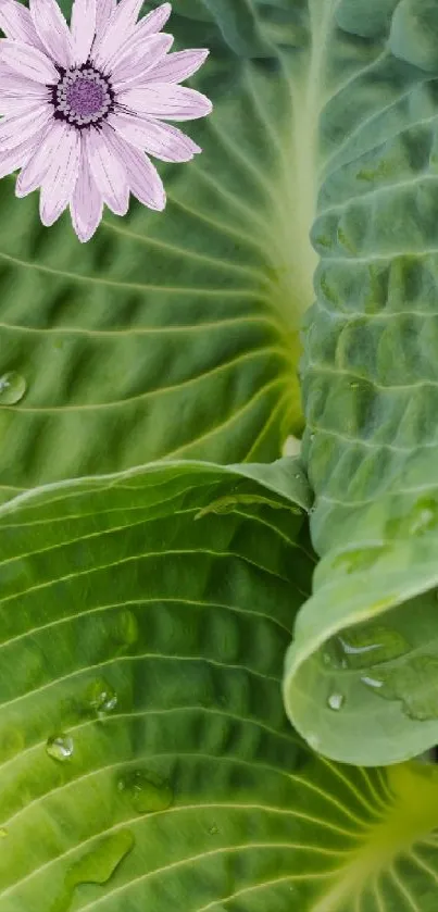 Close-up of a green leaf with a purple flower on a mobile wallpaper.