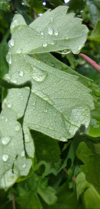 Close-up of a green leaf with raindrops on it, in a natural setting.