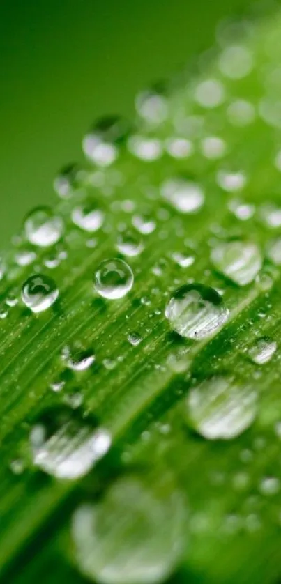 Close-up of green leaf with raindrops reflecting light.