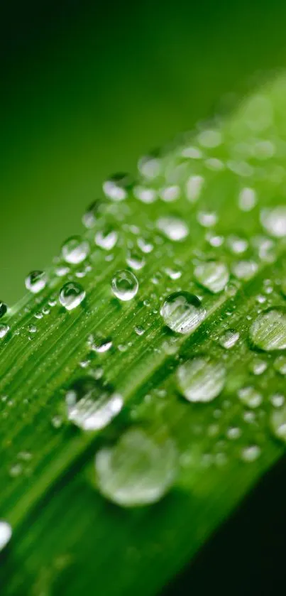 Close-up of a green leaf with sparkling water droplets.