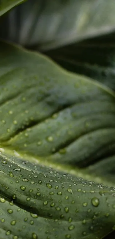 Close-up of green leaves with dew droplets.