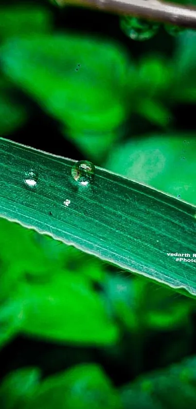 Close-up of a green leaf with water droplets and soft background focus.