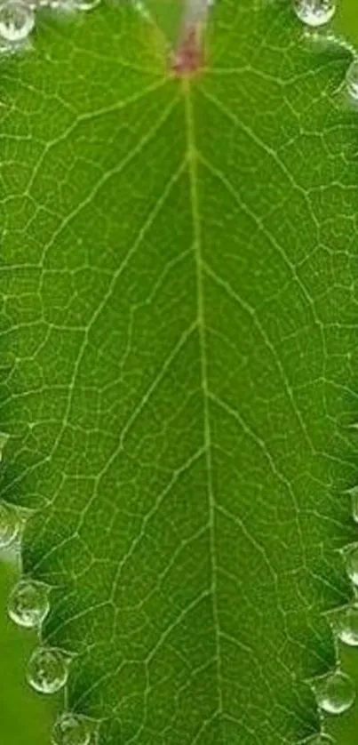 Green leaf with sparkling water droplets.