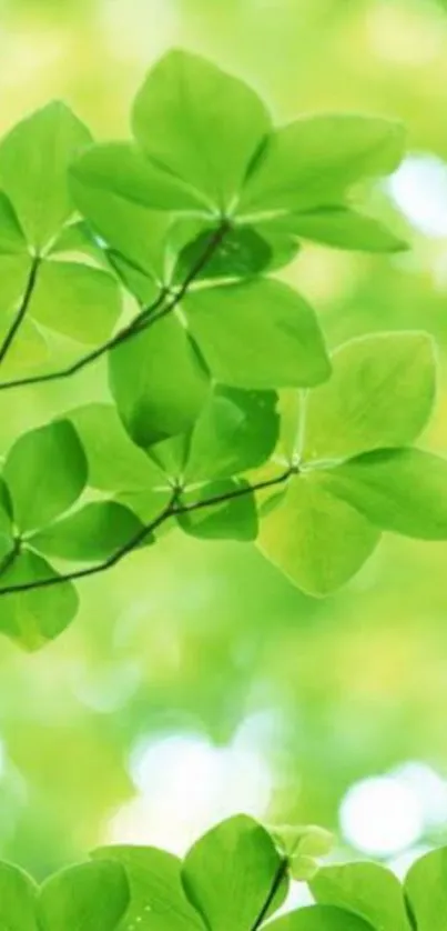 Lush green leaves in close-up with a peaceful nature background.