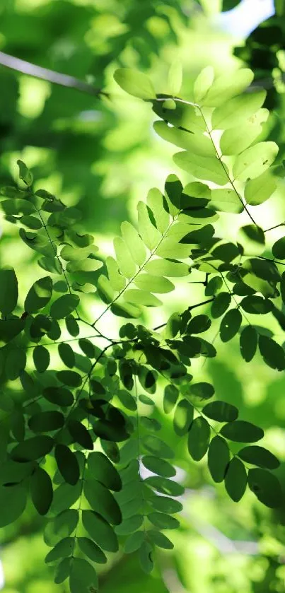 Vibrant green leaves creating a nature-inspired phone wallpaper.