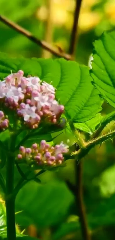 Vibrant green leaves with pink blossoms in nature.