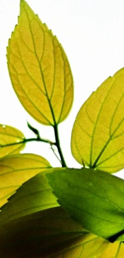 Green leaves with detailed veins on a mobile wallpaper background.