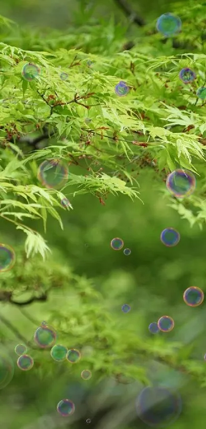 Green leaves with colorful bubbles floating.