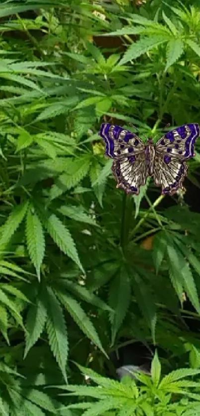 Green leaves with a butterfly in a natural setting mobile wallpaper.