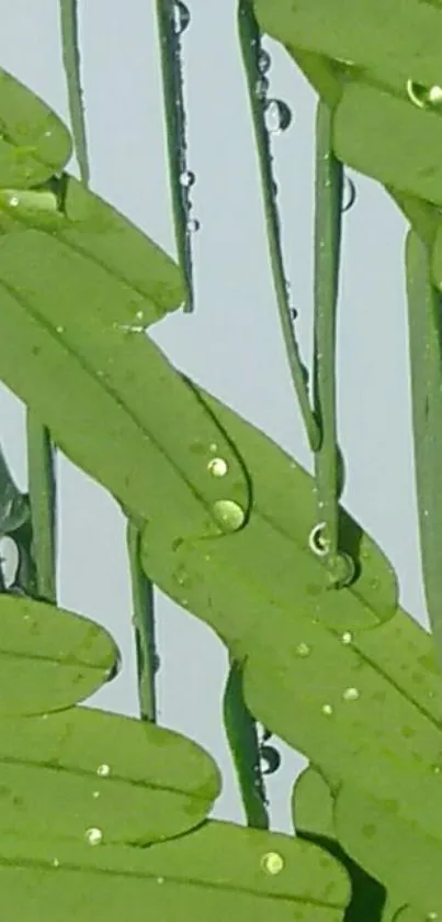 Green leaves with raindrops mobile wallpaper.