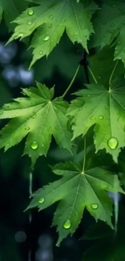 Close-up of green leaves with water droplets.