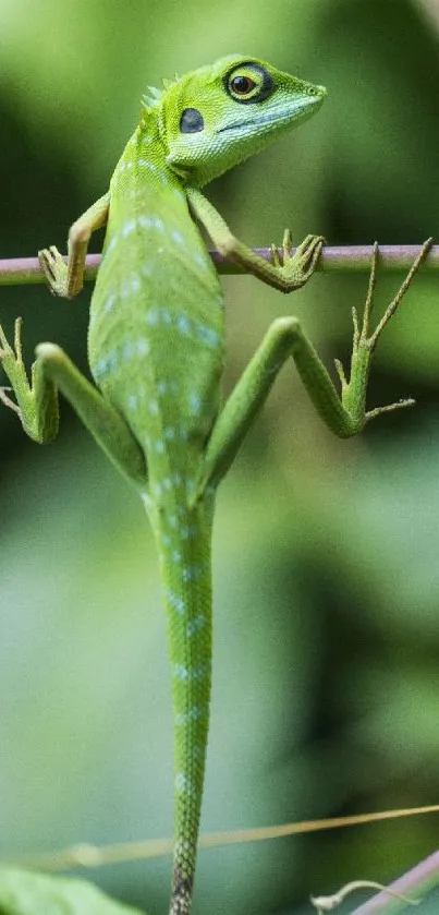 Green lizard perched on a branch amidst lush foliage.
