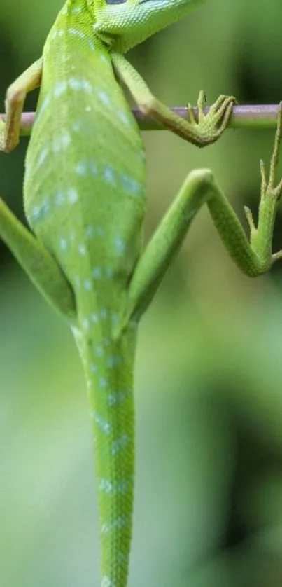 Green lizard perched on a branch with a blurred natural background.