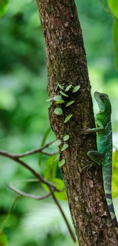 Green lizard on a tree branch in a lush forest setting.