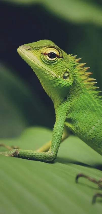 Green lizard resting on a large leaf, showcasing vibrant nature.