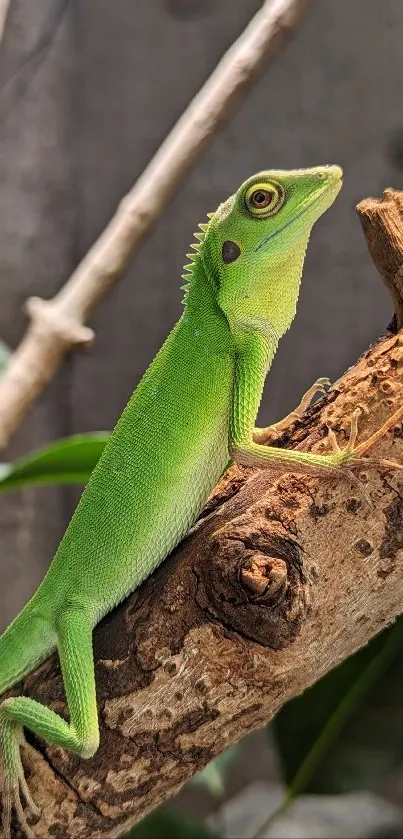 Green lizard on a tree branch mobile wallpaper.