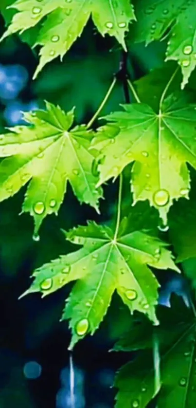 Green maple leaves with raindrops on a tree branch.