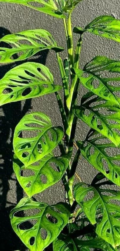 Green Monstera plant with perforated leaves against a textured wall.