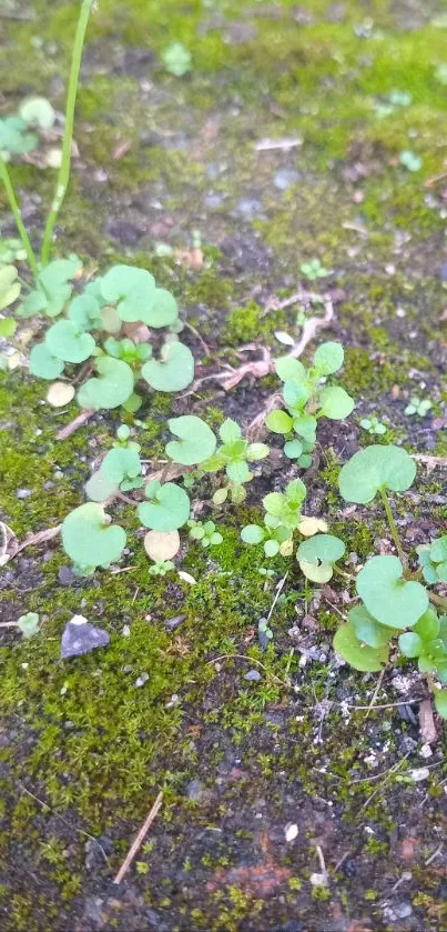 Close-up of green plants and moss on a textured surface in natural light.