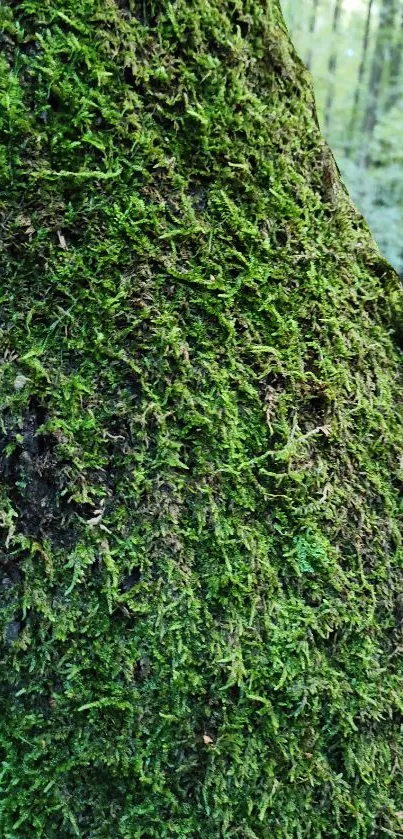 Green moss covering a tree trunk in a forest setting.