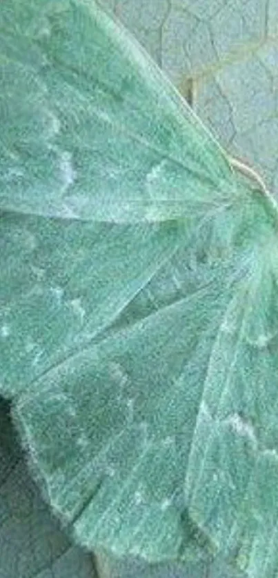 Green moth resting on a textured leaf.