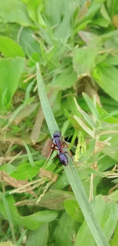 Green nature wallpaper featuring an ant on vibrant leaves.