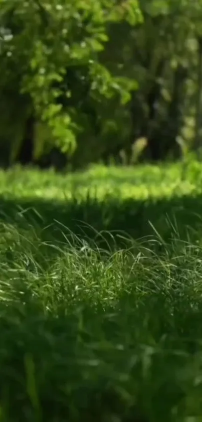 Lush green grass and trees in a serene outdoor setting.