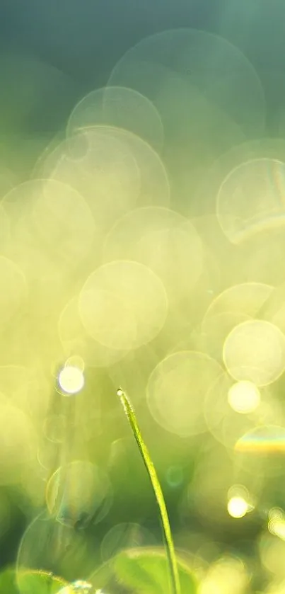 Serene green bokeh wallpaper with soft light.