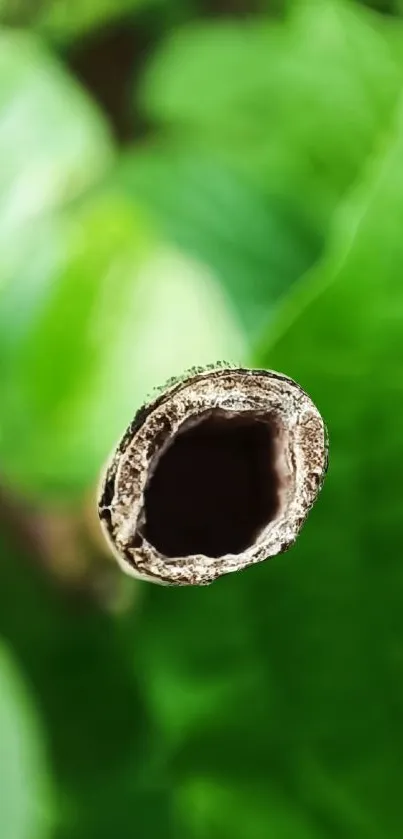 Close-up of a bamboo stem with green foliage background.