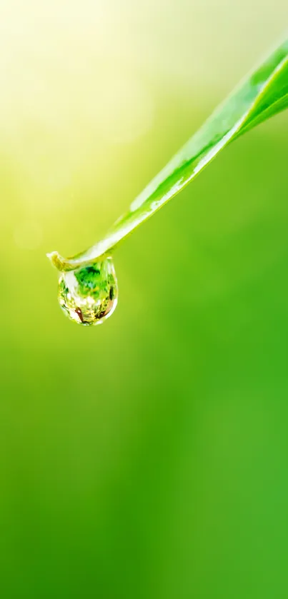 Vibrant green leaf with dewdrop on mobile wallpaper.