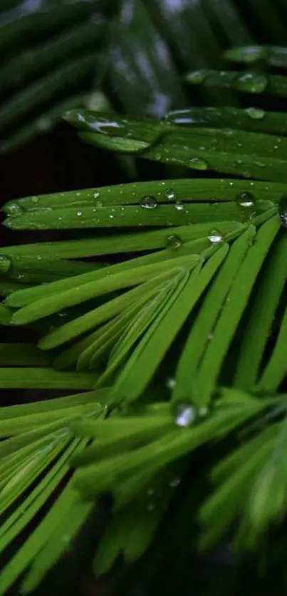 Close-up of lush green leaves with water droplets.