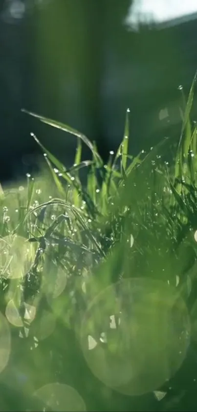 Close-up of fresh green grass with dewdrops glistening in natural light.