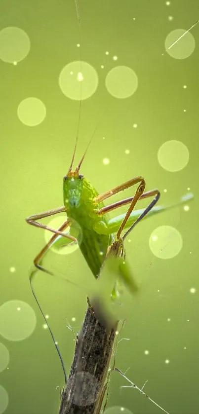 Green grasshopper on bokeh background wallpaper.