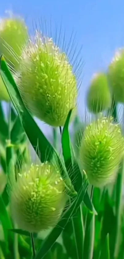 Close-up of fluffy green grass with blue sky.