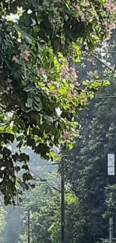 Green leaves overhanging railway path in tranquil nature.