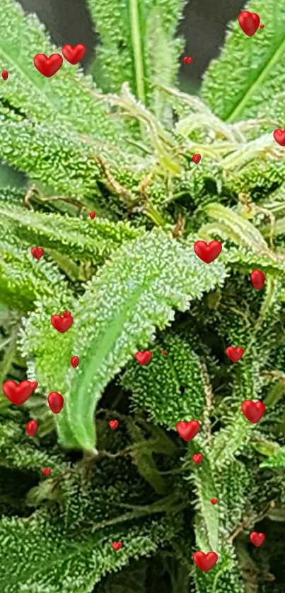 Lush green plant with red hearts wallpaper.