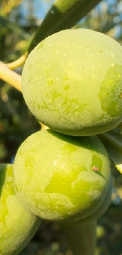 Close-up of green olives glistening in sunlight on a tree.