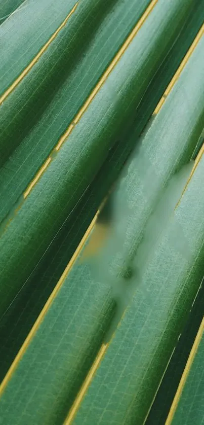 Vibrant green palm leaf close-up wallpaper.